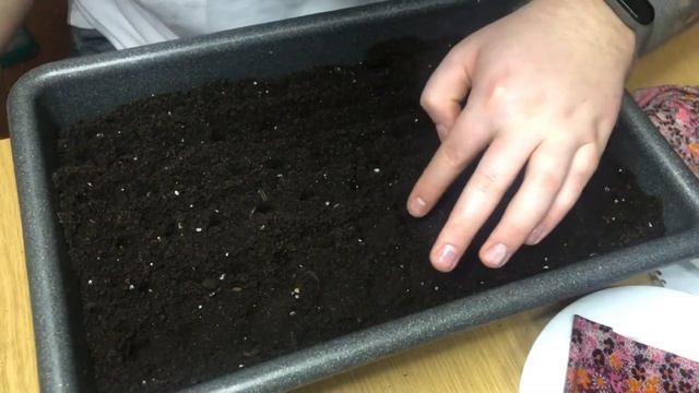 Посев семян на рассаду смотреть онлайн