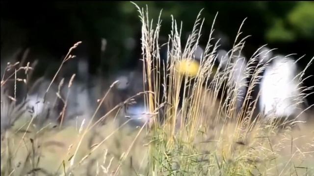 "Там нет меня" смотреть онлайн