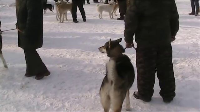 Зимняя выставка Самара 2011 г. смотреть онлайн