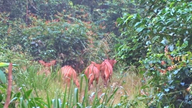 BONGO HUNTING смотреть онлайн