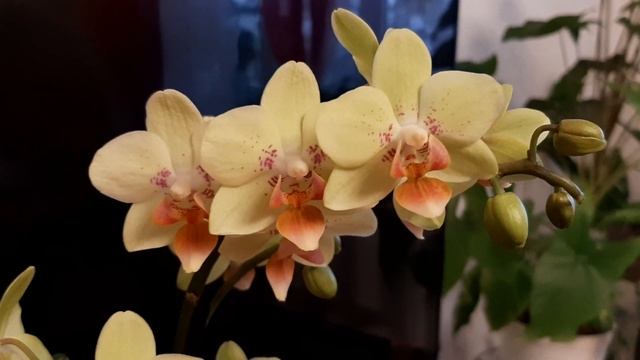 Четыре орхидеи к новогодним праздникам. Sunshine и другие ? смотреть онлайн