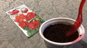 Гравилат выращивание из семян 2020. Посев в кокосовый субстрат.