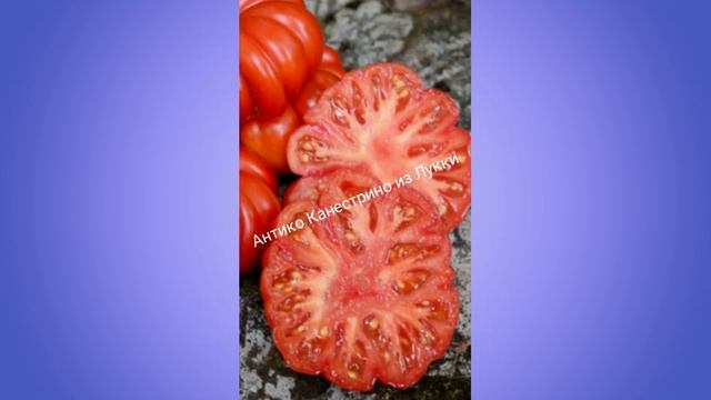 Коллекционные томаты. Обзор 8