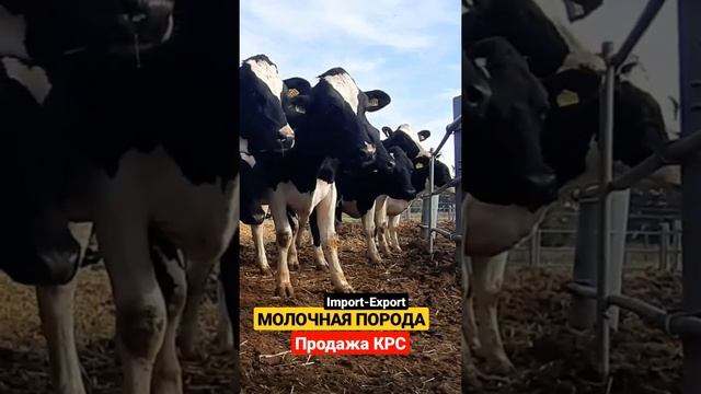 Самая молочная порода КРС в России. Продажа КРС оптом живым весом. #shorts смотреть онлайн