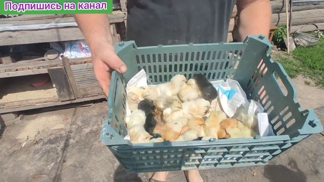 Цыплята в брудоре. Хорошо себя чувствую!!! смотреть онлайн