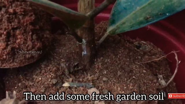 How to care rubber plant/Ficus Elastica/Rubber fig plant/Best indoor plant/gardening.... смотреть онлайн