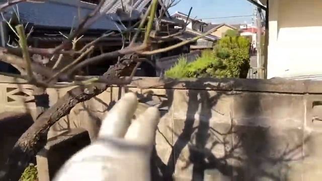 Весенняя обрезка Сакуры