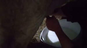Ручная дойка. Вечером у коров.