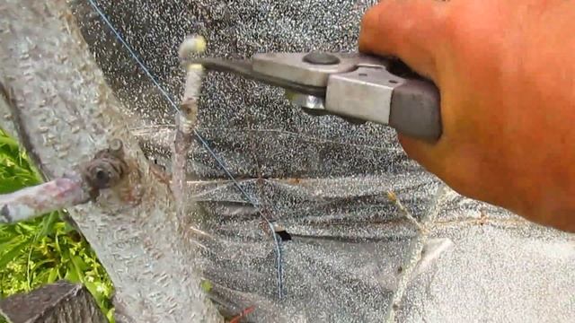 ЧТО ДЕЛАТЬ ЕСЛИ НЕ ПРОСНУЛИСЬ САЖЕНЦЫ . РЕЗУЛЬТАТ. смотреть онлайн