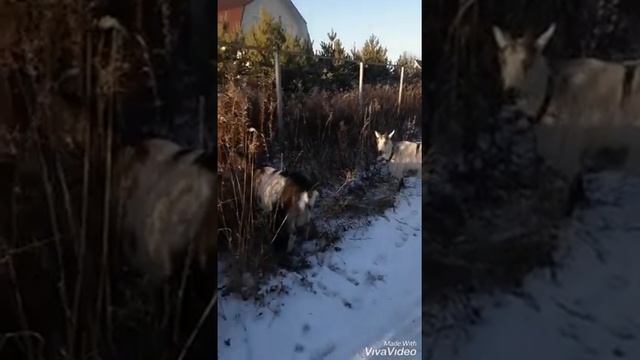 Козлёнок танцует... смотреть онлайн