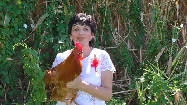 КРИК ПЕТУХА И СЕРДЦЕ БОГА! смотреть онлайн