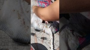 Как чистить рыбу-лисицу?#море#Рассейка#черноморскаялисица