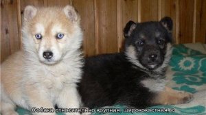 Помесь лайки и овчарки: описание метисов