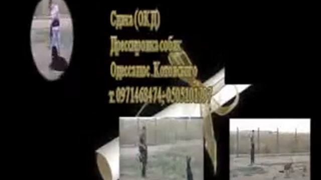 Дрессировка собак Одесса, Сдача ОКД смотреть онлайн