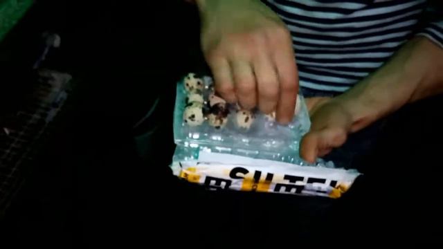 Перепела в гараже: Дезинфектор в работе. смотреть онлайн