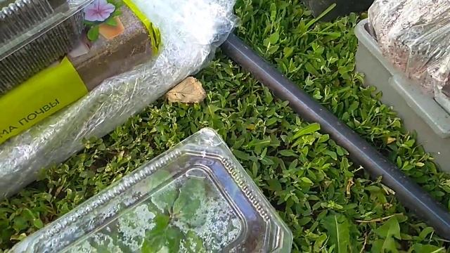 Почему не получается укоренить гортензию ? смотреть онлайн