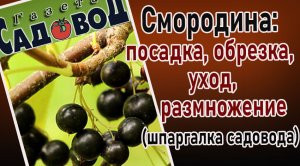 СМОРОДИНА: посадка, обрезка, уход, размножение (шпаргалка садовода)