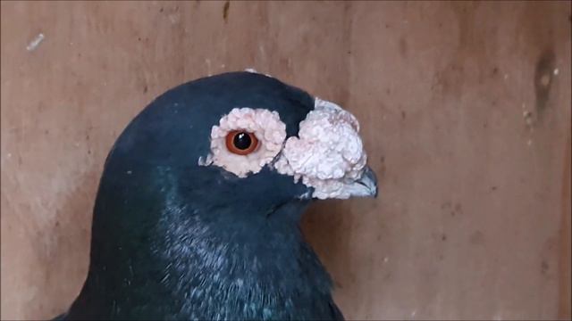 Pigeon Breeding Pairs Are Settling In Nicely