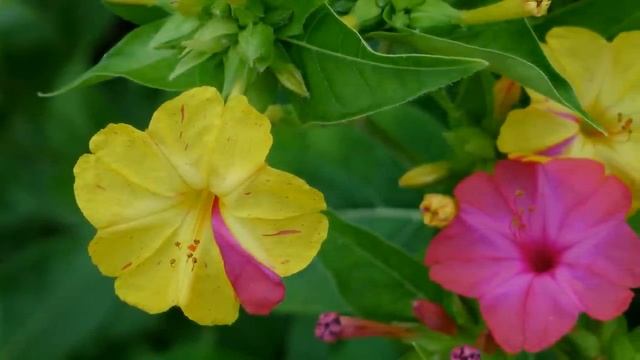 MIRABILIS JALAPA - COLOR EVOLUTION - ERNESTO CORTAZAR - COLORS смотреть онлайн