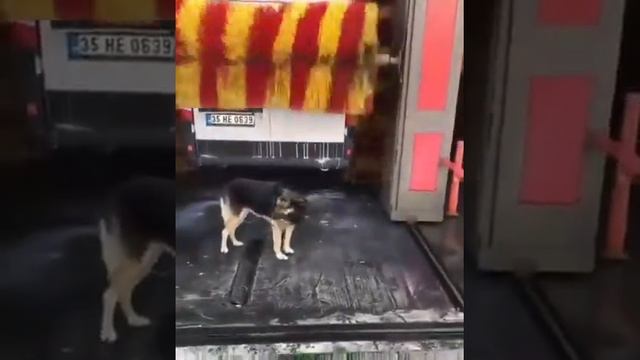 Овчарка решила принять ДУШ. смотреть онлайн