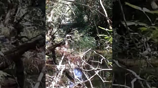 Загрязнение реки Оки в Алексине продолжение смотреть онлайн