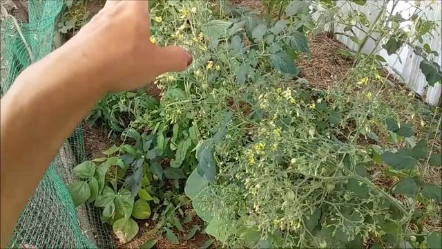 Ищите Лорда!/клубника нас догоняла))))) смотреть онлайн