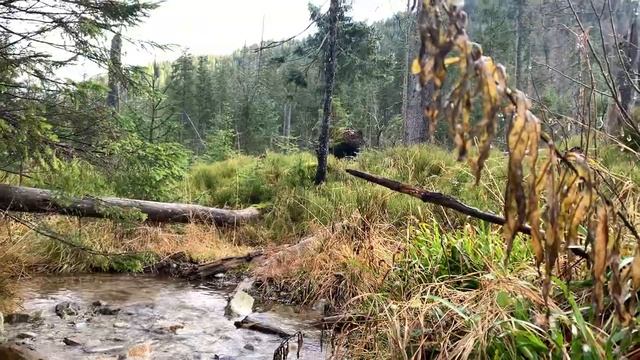 Relaxing sounds of the stream смотреть онлайн