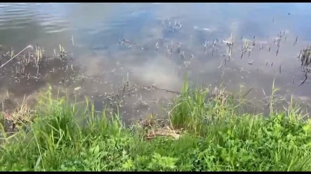 Хабаровск. Южный м-он. озеро Рица. 05.06.2022 смотреть онлайн