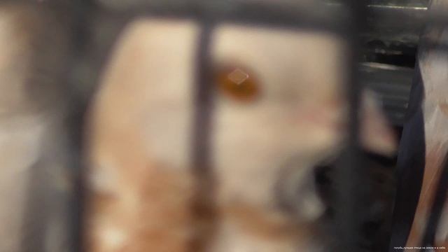 Голубиный рынок.Рязань 14.05.23. смотреть онлайн