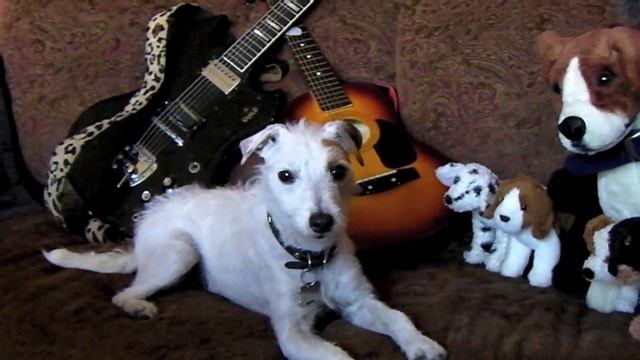 PDX Pedal Power & Leo & Co's organic dog treats made my dog say "I Love You" смотреть онлайн