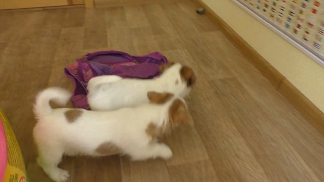 Puppies 9 weeks. Pool with balls for puppies Jack Russell Terrier! смотреть онлайн