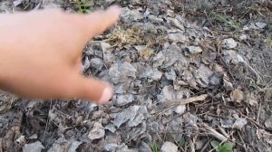 Природное размножение вишни косточкой - мой опыт. Сеянцы вишни