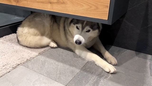 ПОЛЗУ ТУДА КУДА ВЕДУТ СОБАКИ