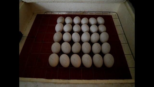 Неоплодотворенное яйцо индоутки смотреть онлайн