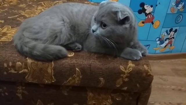 Течка у шотландской кошки/Собираюсь вязать смотреть онлайн