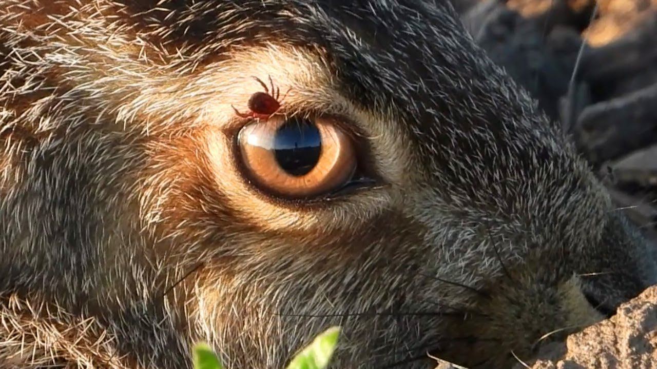 Клещ впился в бровь зайцу / A tick plunged right into the brow of a poor hare смотреть онлайн