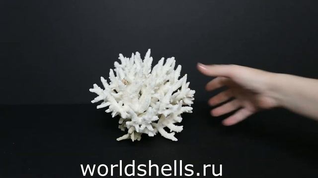 Коралл 19 см. смотреть онлайн
