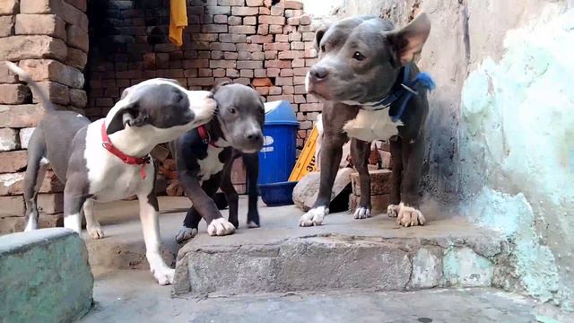 amwy new haircut Sidhu holy blog#doglover #pitbull смотреть онлайн