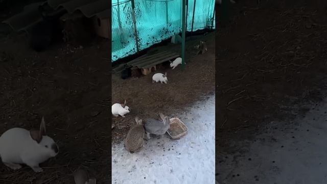 Навес для кроликов