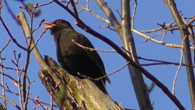 Чёрный дрозд. Песня чёрного дрозда ( Turdus merula ) смотреть онлайн