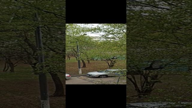 VID_20230430_123930.mp4