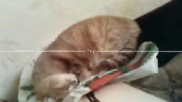 Бусинка первый раз мурлыкает?! Что стало с моей кошкой?! смотреть онлайн