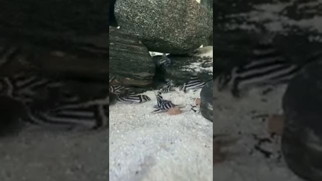 L046 Hypancistrus zebra 32 pcs in a Rio Xingú biotope смотреть онлайн