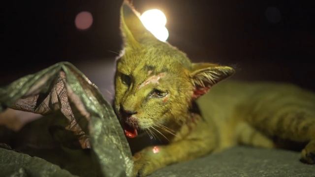 Wildlife-Vehicle Collision: Jungle Cat | Rescue | Pokhara | Rohit Giri | смотреть онлайн