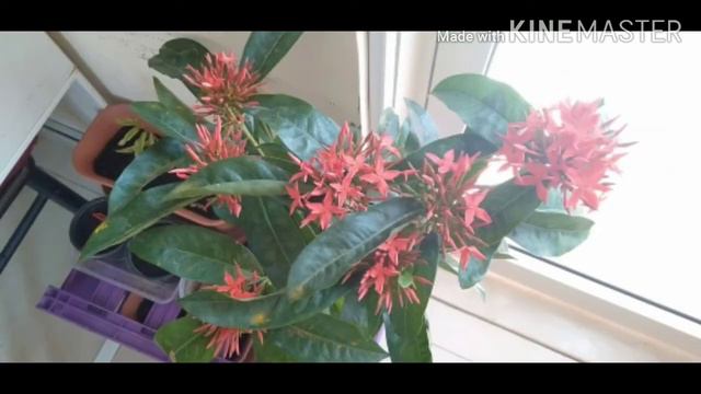Ep-22 Summer Flowering Plants Indoor And Outdoor ||SummerFlowers #summerflower#flower#gardening