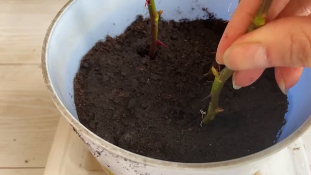 Хранение и посадка черенков роз. Как я сохранила черенки роз зимой в домашних условиях смотреть онлайн