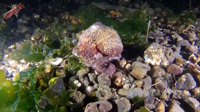 Sleep in the sea, Meditation Music, Music for rest, Relaxing Music смотреть онлайн