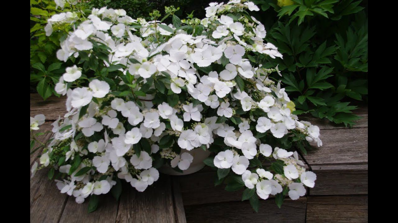 Гортензия ампельная 