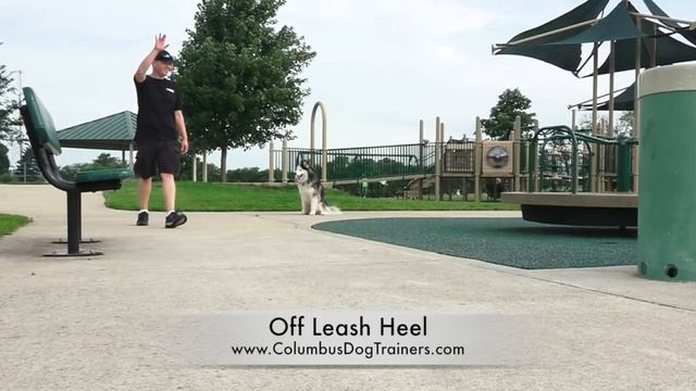 Dog Training: 18 Month Old Siberian Husky, Saber! Before/After 2 Week Board And Train!