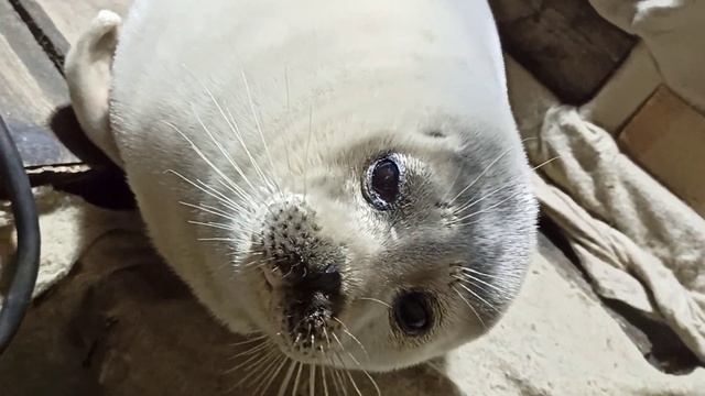 ЖЁСТКАЯ НЕРПА